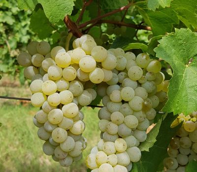 bilgeri-trauben.jpg